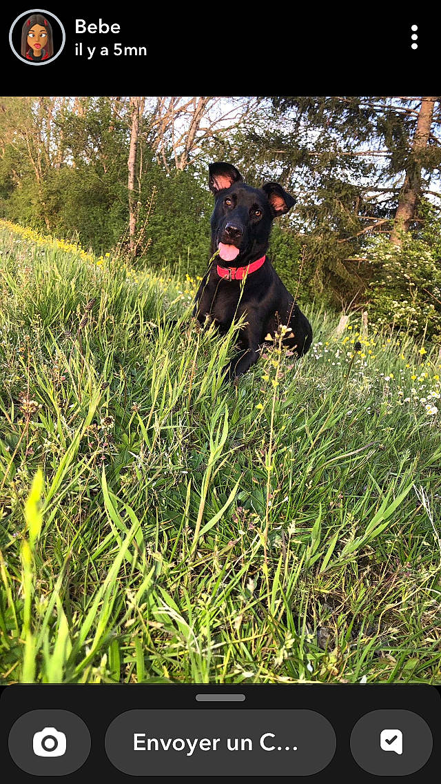 Haribo participe au concours pour gagner de l'argent avec cette photo : canidae, carnivore, dog, dog_breed, fawn, grass, grass_family, grassland, happy, lawn, meadow, natural_landscape, nature, people_in_nature, plant, prairie, rectangle, sporting_group, terrestrial_plant, tree