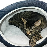 Tiger is registered to the contest to win money with this photo: cat, tabby_cat, sleeping, pet_cave, cozy, indoor, cushion, carpet, fur, whiskers, animal, resting, nap, soft, comfortable, cute, domestic_cat, feline, house_pet, curled_up