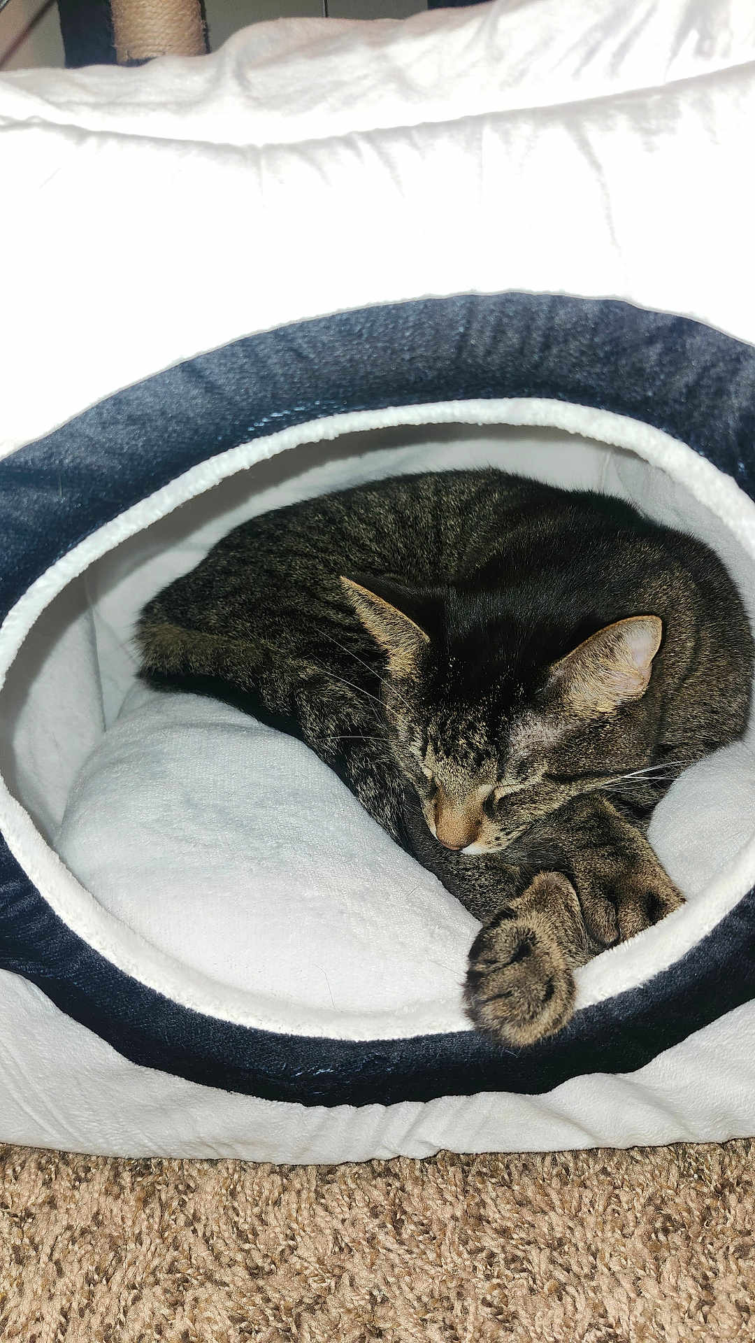 Tiger is registered to the contest to win money with this photo: cat, tabby_cat, sleeping, pet_cave, cozy, indoor, cushion, carpet, fur, whiskers, animal, resting, nap, soft, comfortable, cute, domestic_cat, feline, house_pet, curled_up