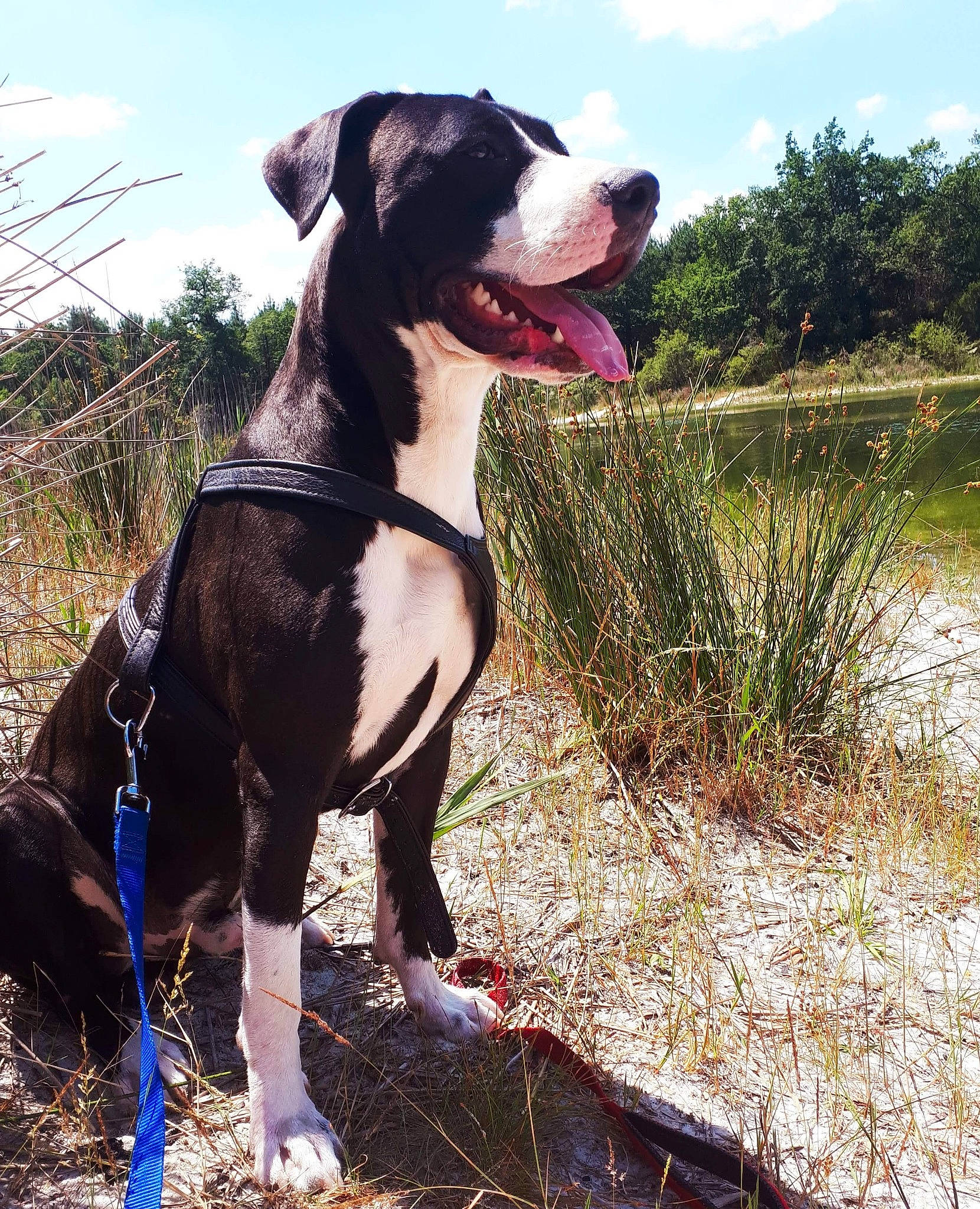 Black participe au concours pour gagner de l'argent avec cette photo : alano_espanol, american_bulldog, american_pit_bull_terrier, american_staffordshire_terrier, bandog, bully_kutta, canidae, carnivore, dog, dog_breed, fawn, great_dane, mammal, molosser, non_sporting_group, pit_bull, sporting_group, vertebrate