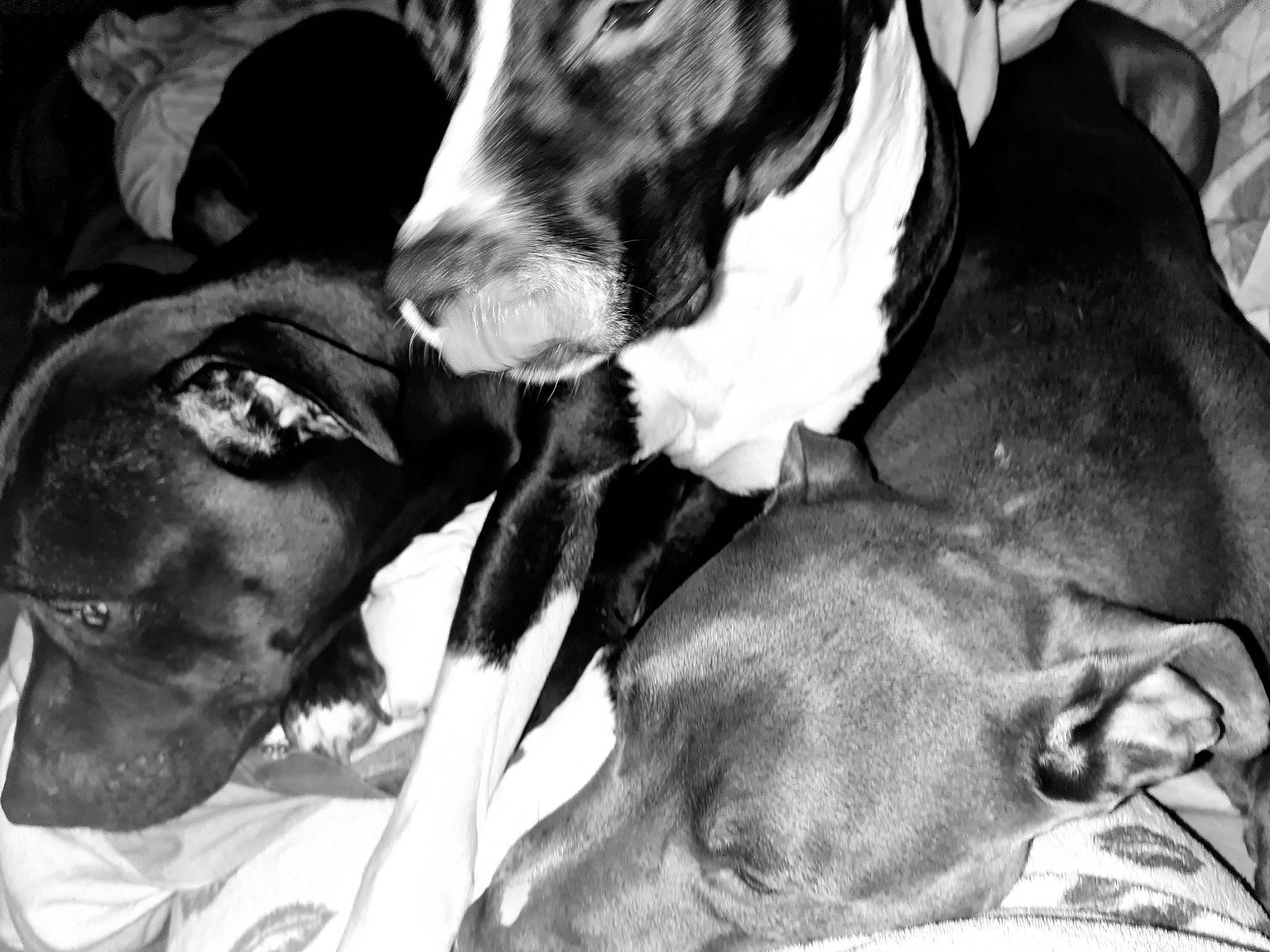 Black a rejoint le concours — aidez-le/la à gagner de superbes lots ! black, black_and_white, canidae, carnivore, comfort, companion_dog, dog, dog_breed, ear, fur, gesture, jaw, monochrome, monochrome_photography, snout, sporting_group, style, whiskers, white, working_animal