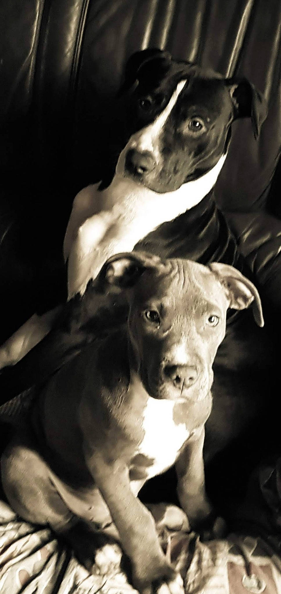 Black a rejoint le concours — aidez-le/la à gagner de superbes lots ! american_pit_bull_terrier, american_staffordshire_terrier, black_and_white, bull_and_terrier, canidae, carnivore, dog, dog_breed, eye, mammal, non_sporting_group, nose, pit_bull, puppy, snout, sporting_group, staffordshire_bull_terrier, terrier, vertebrate, whiskers