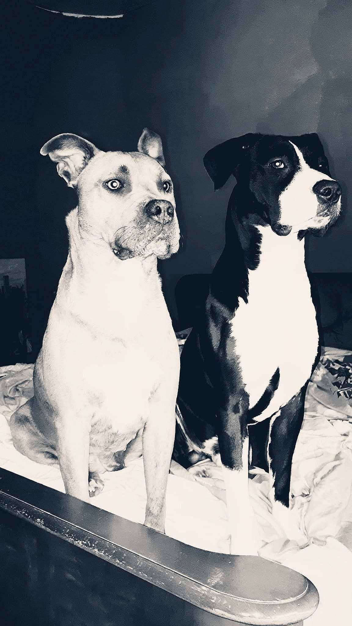 Black a rejoint le concours — aidez-le/la à gagner de superbes lots ! american_pit_bull_terrier, american_staffordshire_terrier, bull_and_terrier, canidae, carnivore, companion_dog, dog, dog_breed, fawn, feist, mammal, non_sporting_group, old_english_terrier, pit_bull, rare_breed_dog, snout, staffordshire_bull_terrier, terrier, vertebrate