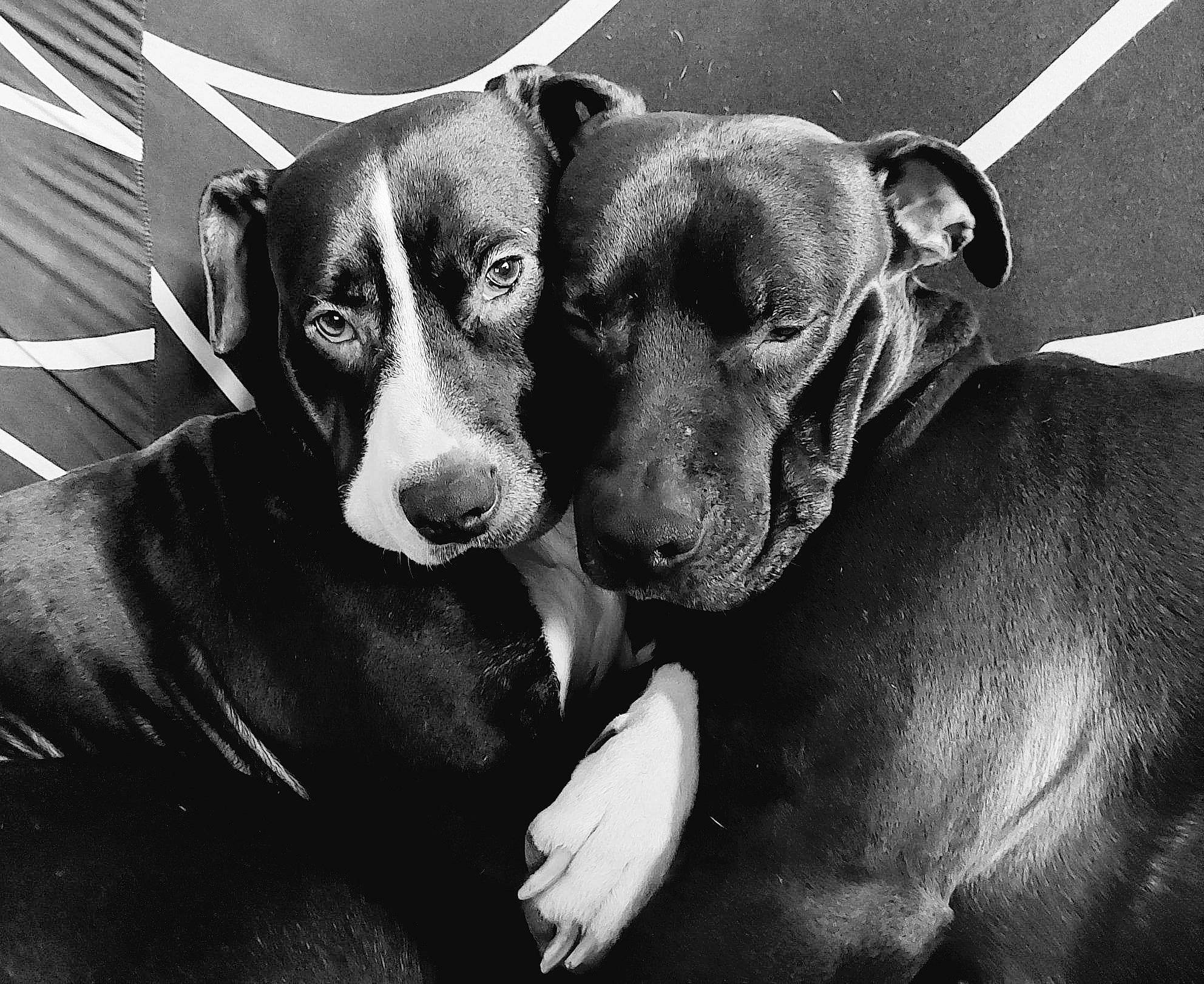 Blacky participe au concours pour gagner de l'argent avec cette photo : black, bored, canidae, carnivore, collar, comfort, companion_dog, dog, dog_breed, ear, eye, fur, monochrome, monochrome_photography, snout, sporting_group, style, whiskers, white, working_animal