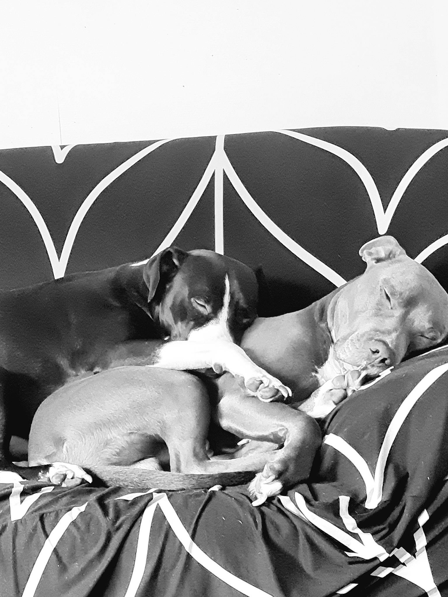 Blacky participe au concours pour gagner de l'argent avec cette photo : black, black_and_white, canidae, carnivore, comfort, companion_dog, dog, dog_breed, dog_supply, mammal, monochrome, monochrome_photography, room, sitting, snout, sporting_group, stock_photography, style, vertebrate, working_animal