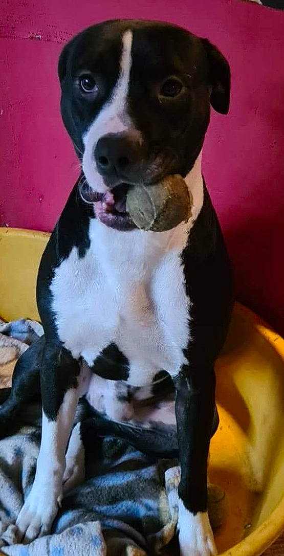 Blacky a rejoint le concours — aidez-le/la à gagner de superbes lots ! ancient_dog_breeds, canidae, carnivore, collar, companion_dog, dog, dog_breed, dog_collar, fawn, fur, hunting_dog, non_sporting_group, snout, sporting_group, terrestrial_animal, whiskers, working_animal, working_dog