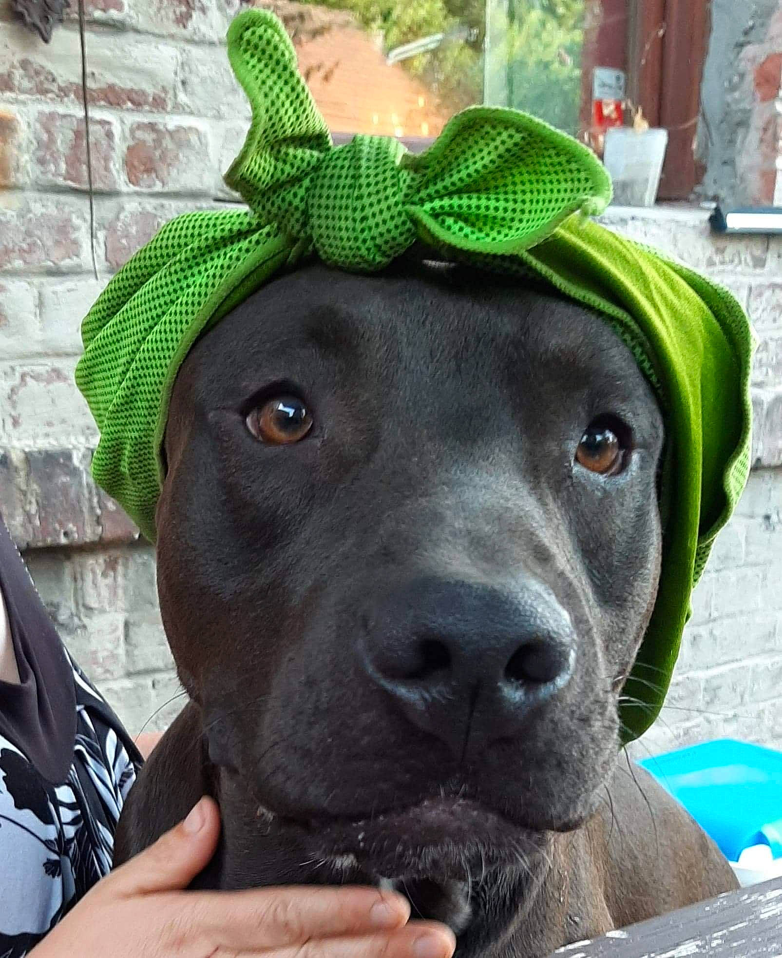 Zeus participe au concours pour gagner de l'argent avec cette photo : baseball_cap, cap, carnivore, collar, companion_dog, costume_hat, dog, dog_breed, dog_collar, dog_supply, fawn, fur, green, hat, personal_protective_equipment, pet_supply, snout, sporting_group, whiskers, working_animal