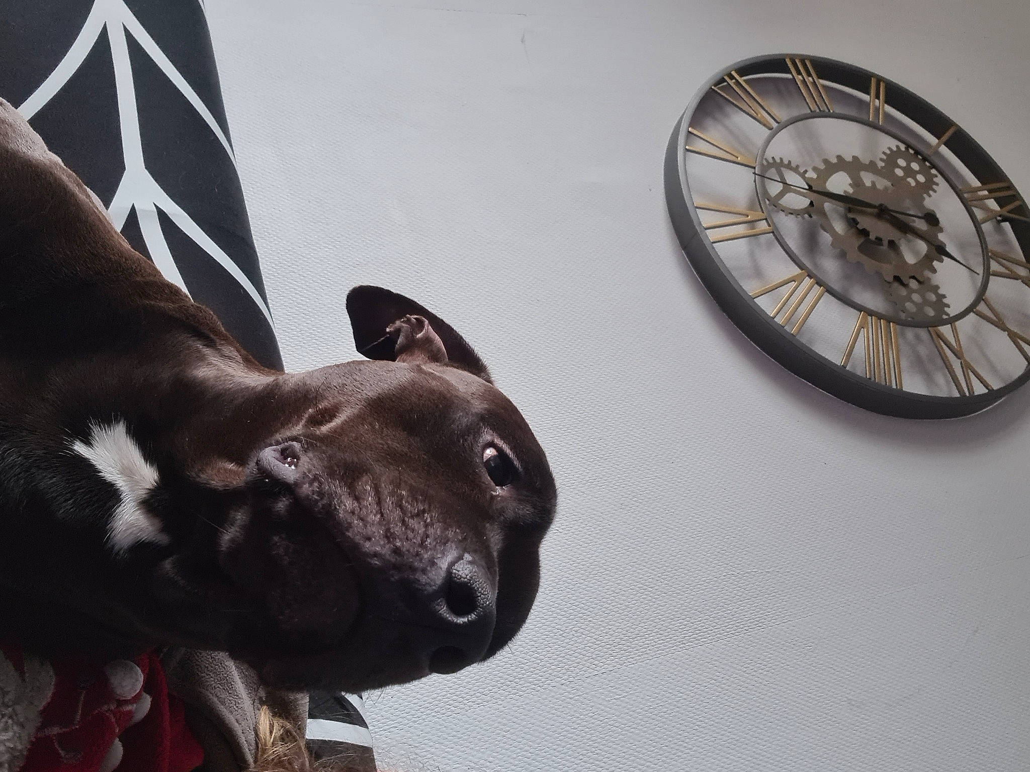 Zeus a rejoint le concours — aidez-le/la à gagner de superbes lots ! automotive_tire, building, carnivore, circle, clock, dog, dog_breed, fawn, felidae, grey, rim, sculpture, small_to_medium_sized_cats, snout, spoke, statue, wheel, whiskers, window, working_animal