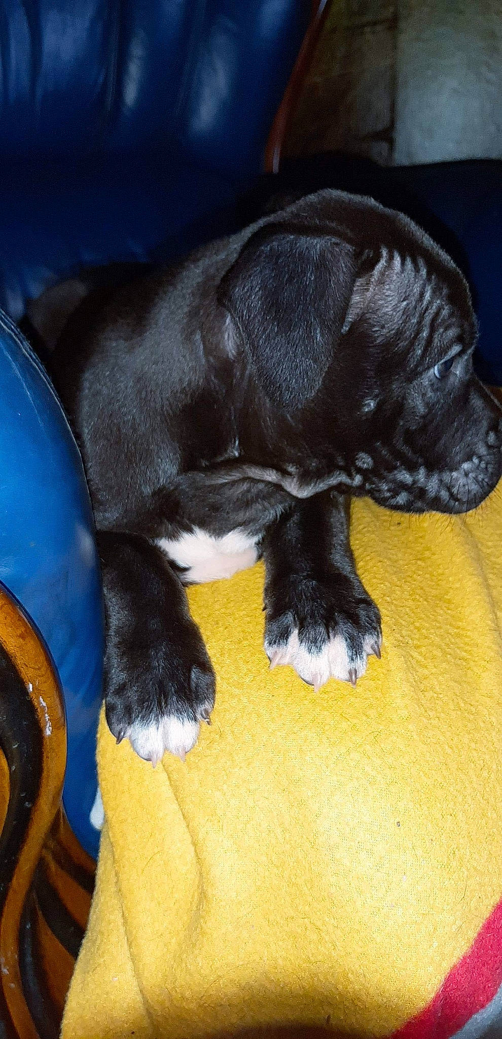 Zeus participe au concours pour gagner de l'argent avec cette photo : borador, canidae, carnivore, claw, comfort, companion_dog, dog, dog_breed, dog_supply, electric_blue, fawn, fur, liver, pet_supply, snout, sporting_group, tail, terrestrial_animal, whiskers, working_animal