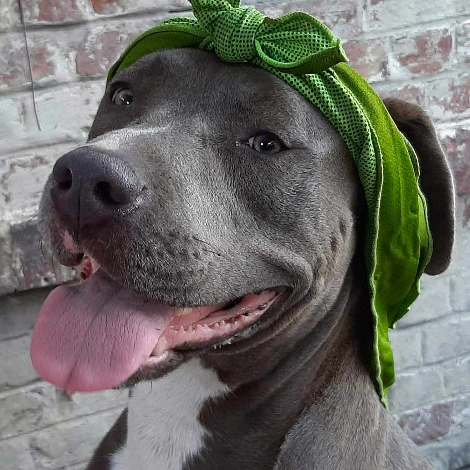 Rocky a rejoint le concours — aidez-le/la à gagner de superbes lots ! carnivore, collar, companion_dog, dog, dog_breed, dog_collar, dog_supply, fang, fashion_accessory, fawn, fur, hat, jaw, leash, liver, pet_supply, snout, sporting_group, whiskers, working_animal