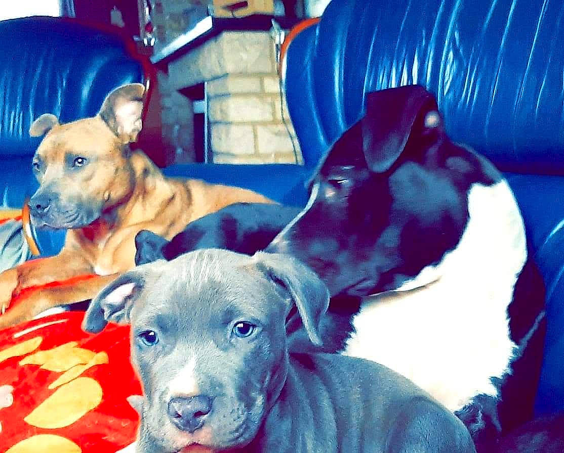 Rocky participe au concours pour gagner de l'argent avec cette photo : blue, canidae, carnivore, collar, comfort, companion_dog, dog, dog_breed, dog_supply, ear, fawn, guard_dog, mammal, snout, sporting_group, toy_dog, vertebrate, whiskers, working_animal, working_dog