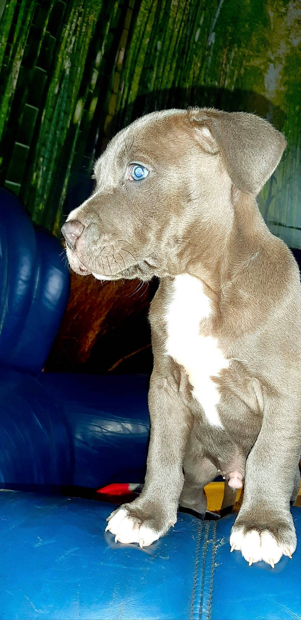 Rocky a rejoint le concours — aidez-le/la à gagner de superbes lots ! canidae, carnivore, collar, companion_dog, dog, dog_breed, dog_collar, dog_supply, electric_blue, fawn, gun_dog, hunting_dog, liver, non_sporting_group, snout, sporting_group, tail, terrestrial_animal, whiskers, working_animal