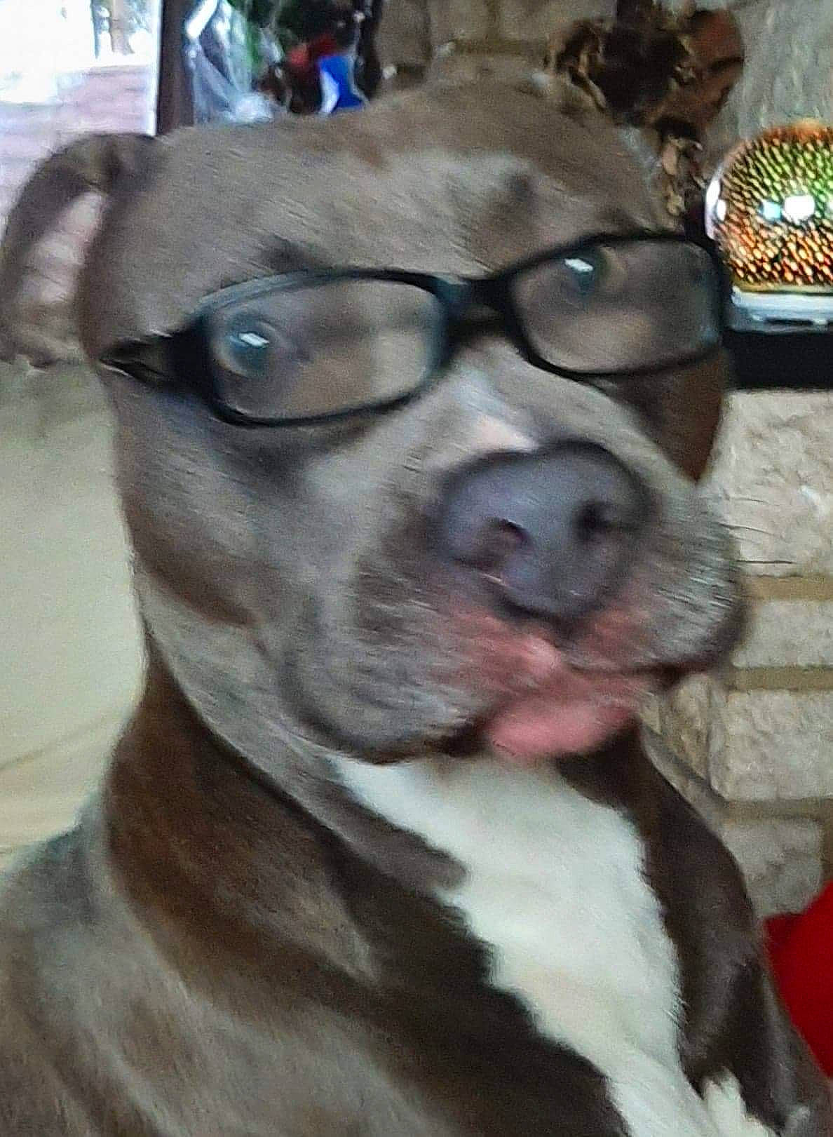 Rocky participe au concours pour gagner de l'argent avec cette photo : canidae, carnivore, collar, companion_dog, dog, dog_breed, dog_collar, ear, eyewear, fawn, fur, glasses, jaw, kiss, leash, pet_supply, snout, sporting_group, whiskers, working_animal