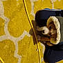 Ale joined the competition — help win amazing prizes! art, carnivore, companion_dog, design, dog_breed, fawn, felidae, flooring, fur, linens, pattern, shadow, small_to_medium_sized_cats, stuffed_toy, tail, visual_arts, wall, whiskers, wood, yellow