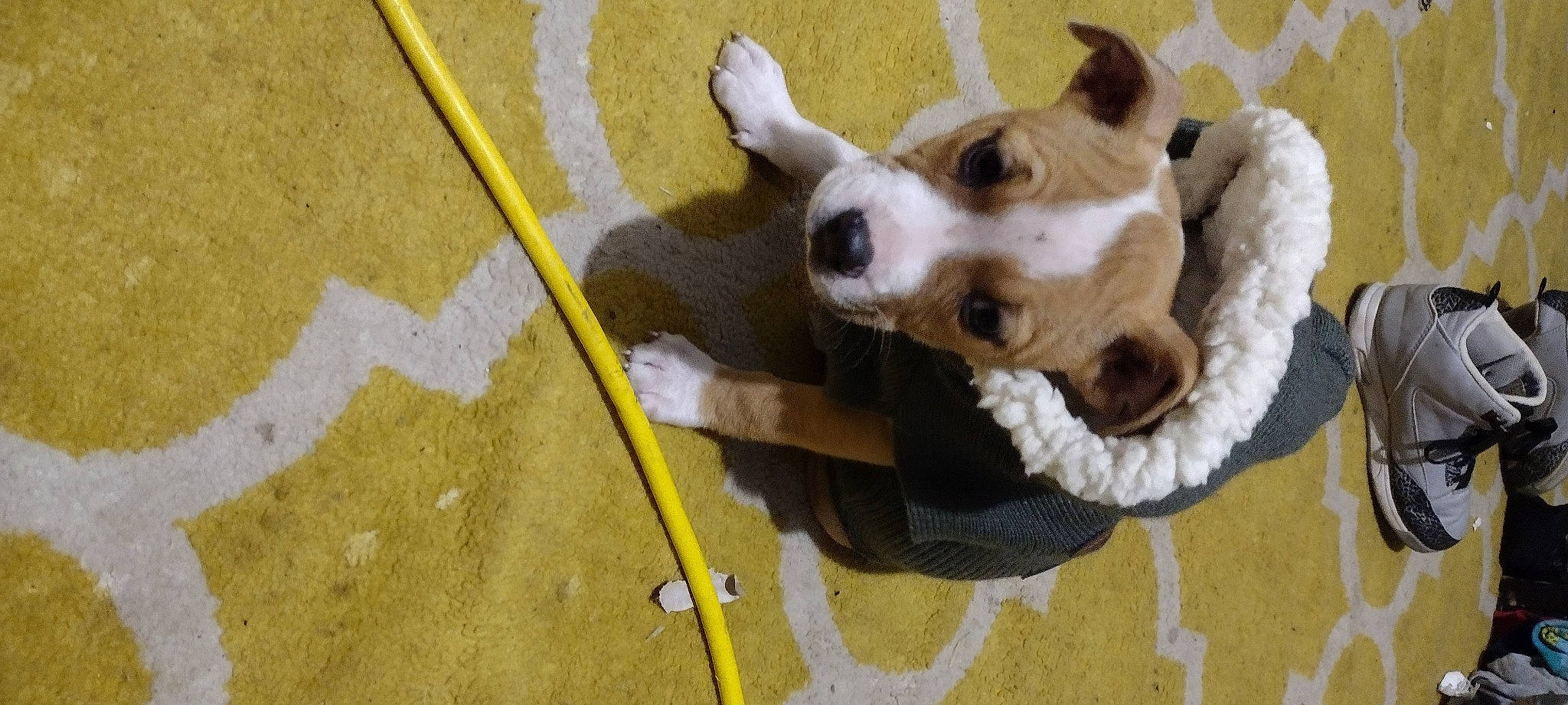 Ale is registered to the contest to win money with this photo: asphalt, carnivore, companion_dog, concrete, dog, dog_breed, dog_collar, dog_supply, dog_toy, flooring, fur, paw, pet_supply, road_surface, snout, tail, toy, whiskers, wood, working_animal