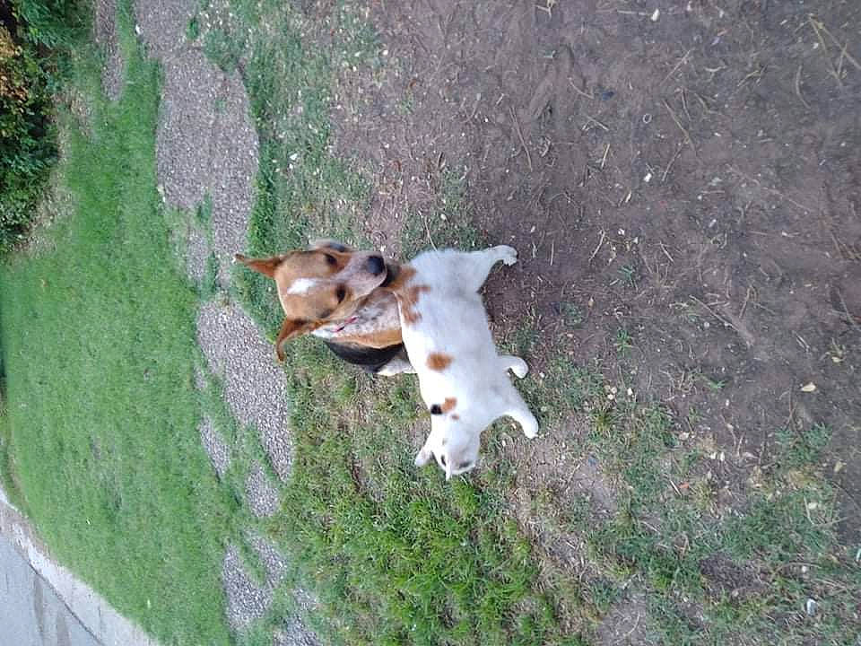 Red is registered to the contest to win money with this photo: asphalt, bovine, canidae, carnivore, companion_dog, dog_breed, duck, fawn, grass, lawn, pasture, plant, road_surface, sidewalk, snout, soil, sporting_group, tail, toy, wood