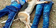 Red is registered to the contest to win money with this photo: dog_breed, event, fawn, footwear, fun, grass, grass_family, grassland, happy, hat, human_leg, jeans, leg, leisure, people_in_nature, recreation, shoe, sneakers, toddler, working_animal