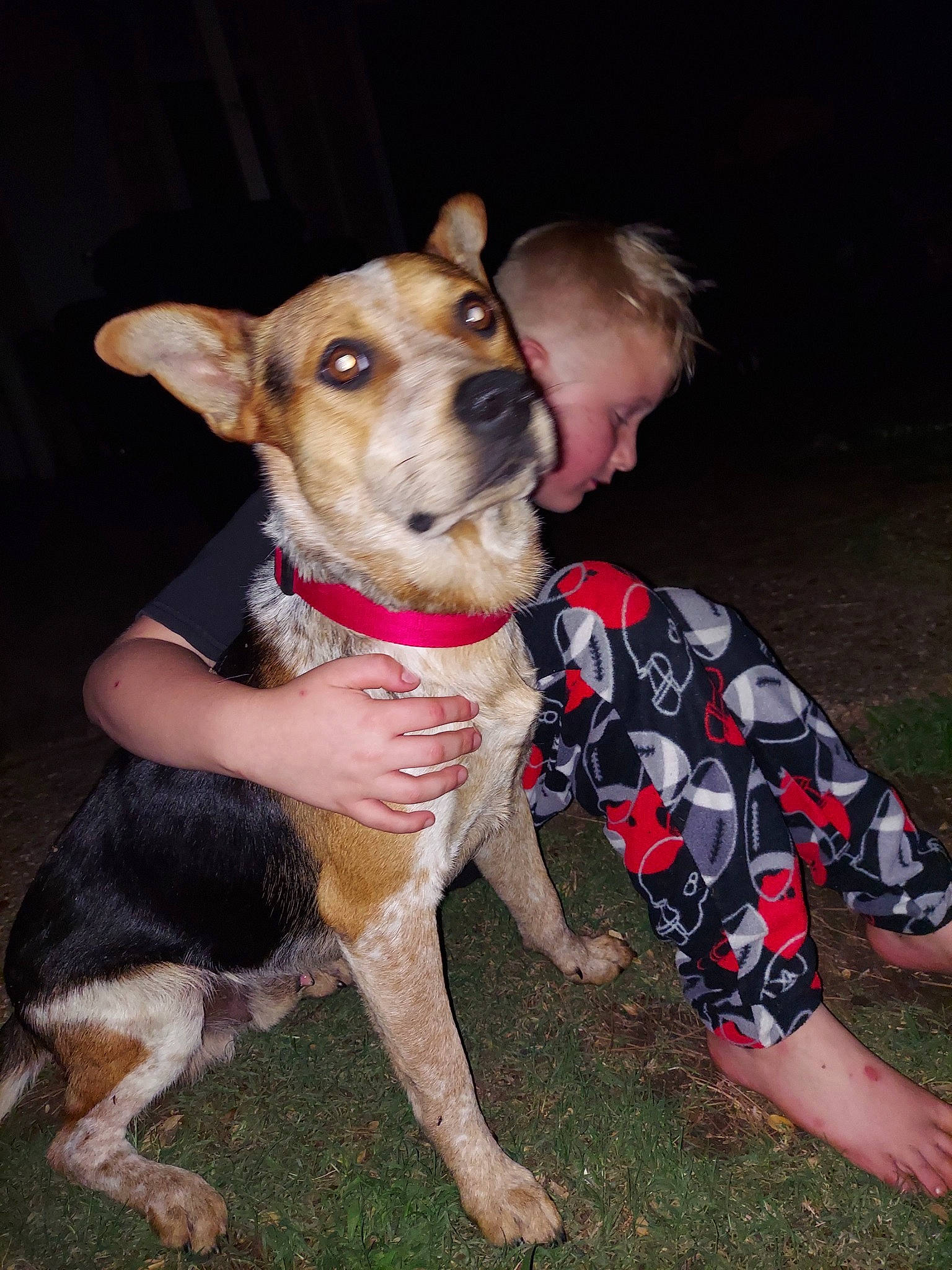 Red is registered to the contest to win money with this photo: ancient_dog_breeds, canidae, carnivore, collar, companion_dog, dog, dog_breed, dog_clothes, dog_collar, fawn, fur, leash, non_sporting_group, puppy, snout, sporting_group, tail, terrier, whiskers, working_dog