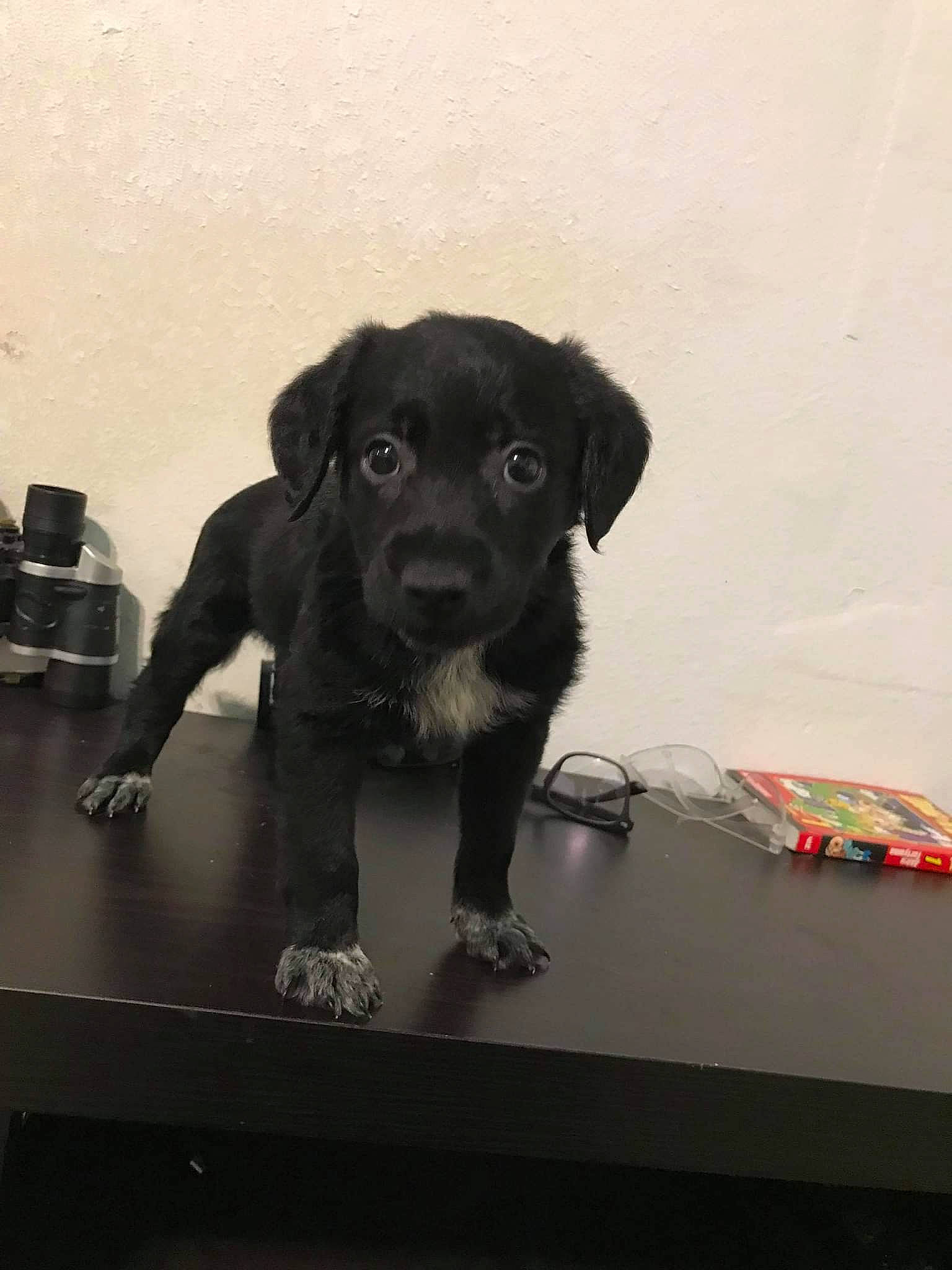 Shadow joined the competition — help win amazing prizes! borador, canidae, carnivore, companion_dog, dog, dog_breed, fawn, flooring, fur, grey, gun_dog, labrador_retriever, metal, retriever, snout, table, tail, terrestrial_animal, whiskers, working_animal