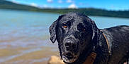 Jax is registered to the contest to win money with this photo: dog, black_dog, wet, water, lake, rocky_shore, harness, outdoor, nature, sky, clouds, forest, animal, pet, mammal, portrait, curious, daylight, close_up, landscape