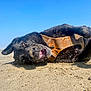 Jax joined the competition — help win amazing prizes! dog, black_dog, sand, beach, harness, playful, sunny, outdoor, animal, pet, canine, happy, lying_down, close_up, nature, daytime, sky, waterless, fun, muzzle