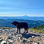 Jax is registered to the contest to win money with this photo: dog, black_dog, harness, mountain, rocky_ground, mountaintop, landscape, nature, outdoor, scenic, sky, distant_mountains, greenery, sunlight, shadow, adventure, canine, wildlife, travel, exploration