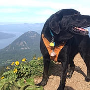 Jax joined the competition — help win amazing prizes! dog, black_dog, harness, outdoor, mountain, trail, wildflowers, yellow_flowers, nature, landscape, river, greenery, scenic, sunlight, happy, pet, animal, walking, summer, adventure