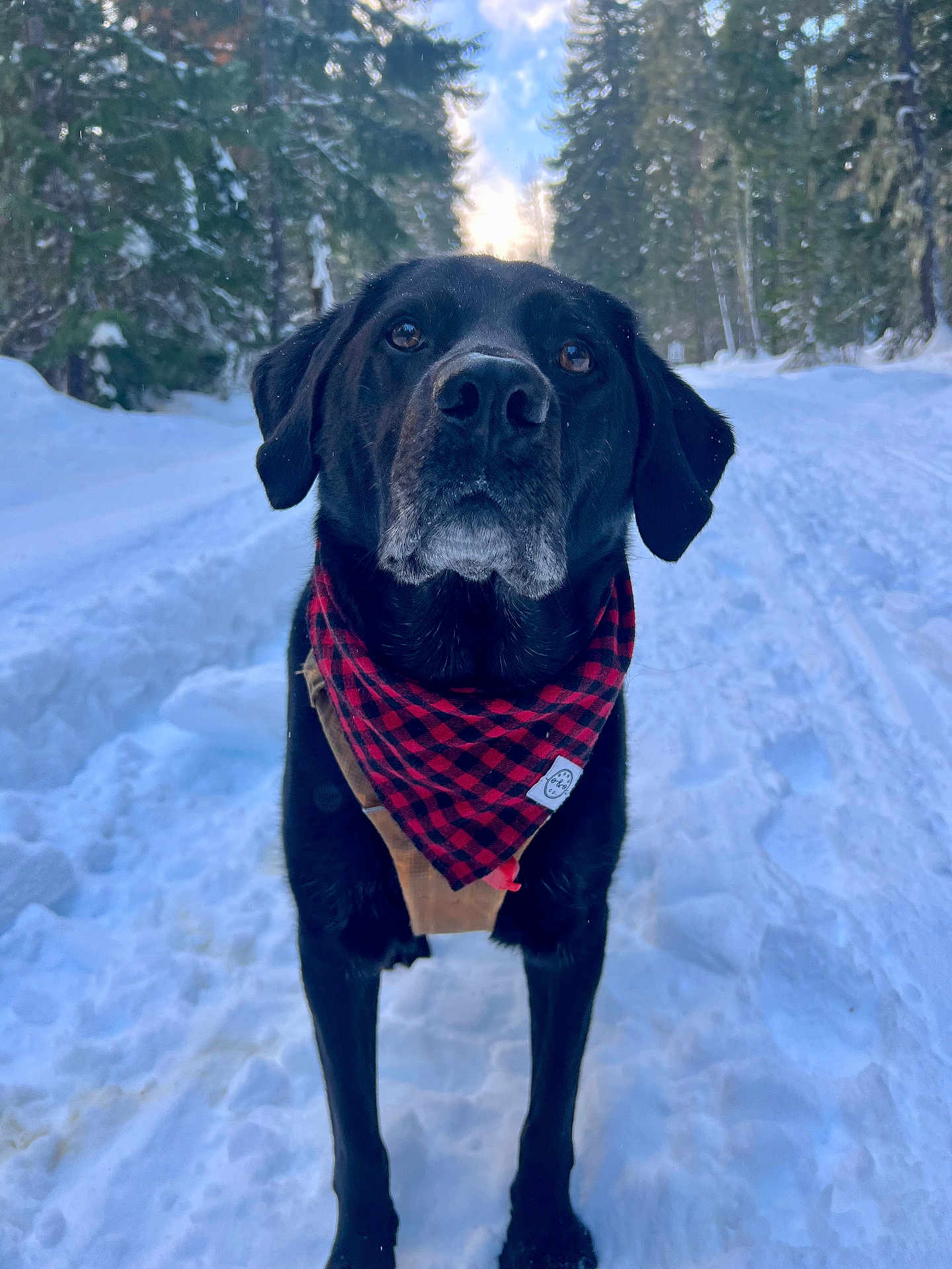 Jax
