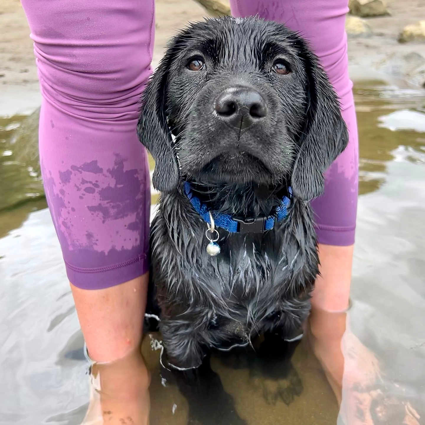 Milo joined the competition — help win amazing prizes! animal, black_dog, blue_collar, collar, cute, dog, legs, looking_up, muddy, outdoor, person, pet, puppy, purple_leggings, riverbank, sand, shallow_water, sitting, water, wet