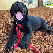 Milo is registered to the contest to win money with this photo: puppy, dog, black_dog, tongue_out, leash, outdoor, wood_chips, happy, pet, animal, playful, canine, collar, young_dog, resting, summer, sunlight, nature, close_up, tongue