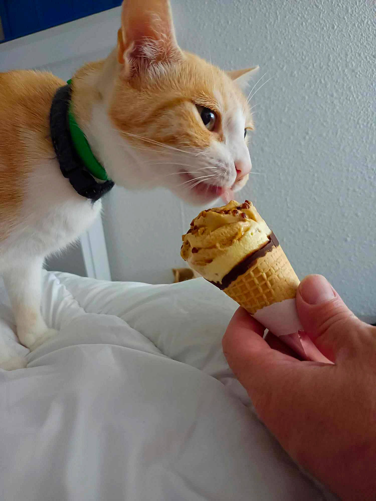 Caramel a rejoint le concours — aidez-le/la à gagner de superbes lots ! carnivore, cat, comfort, comfort_food, domestic_short_haired_cat, felidae, finger, food, food_craving, fur, gesture, hand, human_leg, ice_cream_cone, junk_food, nail, small_to_medium_sized_cats, tail, whiskers, wood