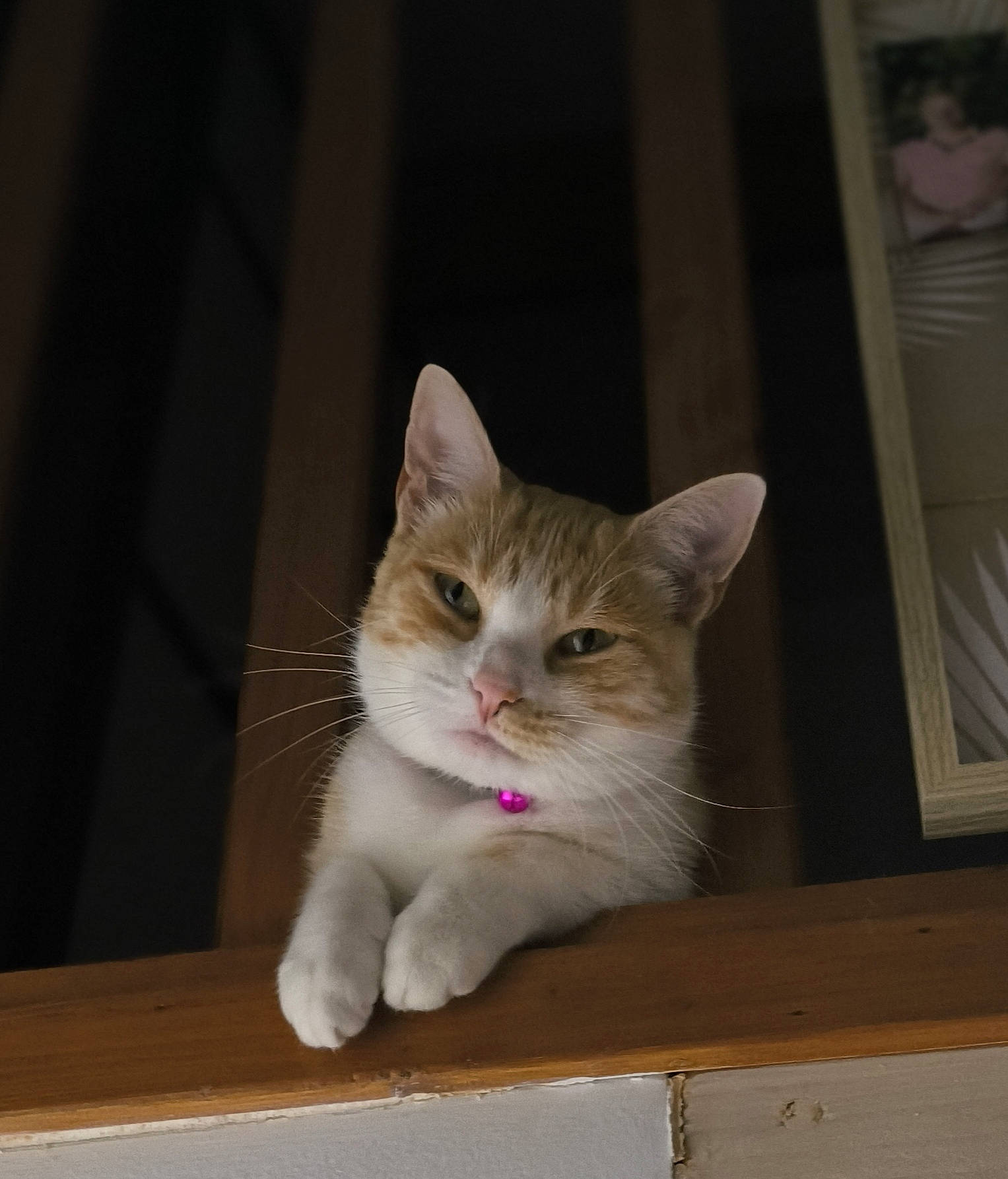 Caramel a rejoint le concours — aidez-le/la à gagner de superbes lots ! box, carnivore, cat, domestic_short_haired_cat, fawn, felidae, fur, hardwood, paw, small_to_medium_sized_cats, snout, tail, whiskers, window, wood