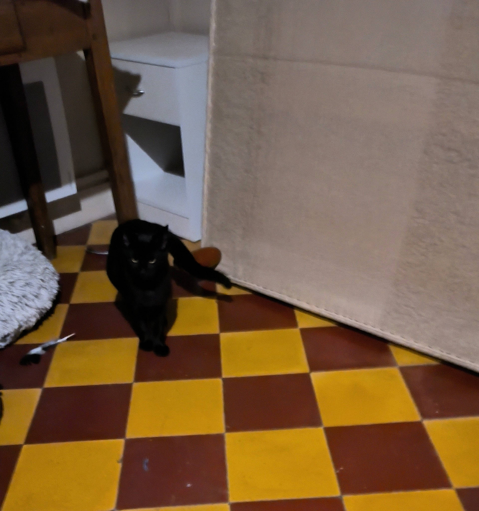 Comète a rejoint le concours — aidez-le/la à gagner de superbes lots ! carnivore, companion_dog, dog_breed, fawn, felidae, floor, flooring, hardwood, indoor_games_and_sports, laminate_flooring, pattern, recreation, small_to_medium_sized_cats, snout, tail, tile_flooring, tints_and_shades, wood, wood_flooring, working_animal