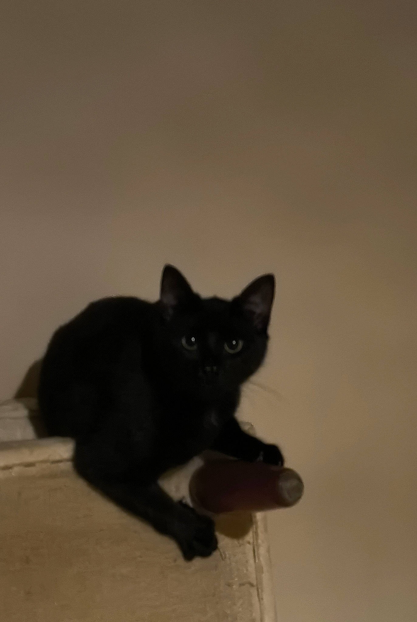 Comète a rejoint le concours — aidez-le/la à gagner de superbes lots ! black_cat, bombay, carnivore, cat, domestic_short_haired_cat, felidae, fur, shadow, small_to_medium_sized_cats, snout, tail, whiskers