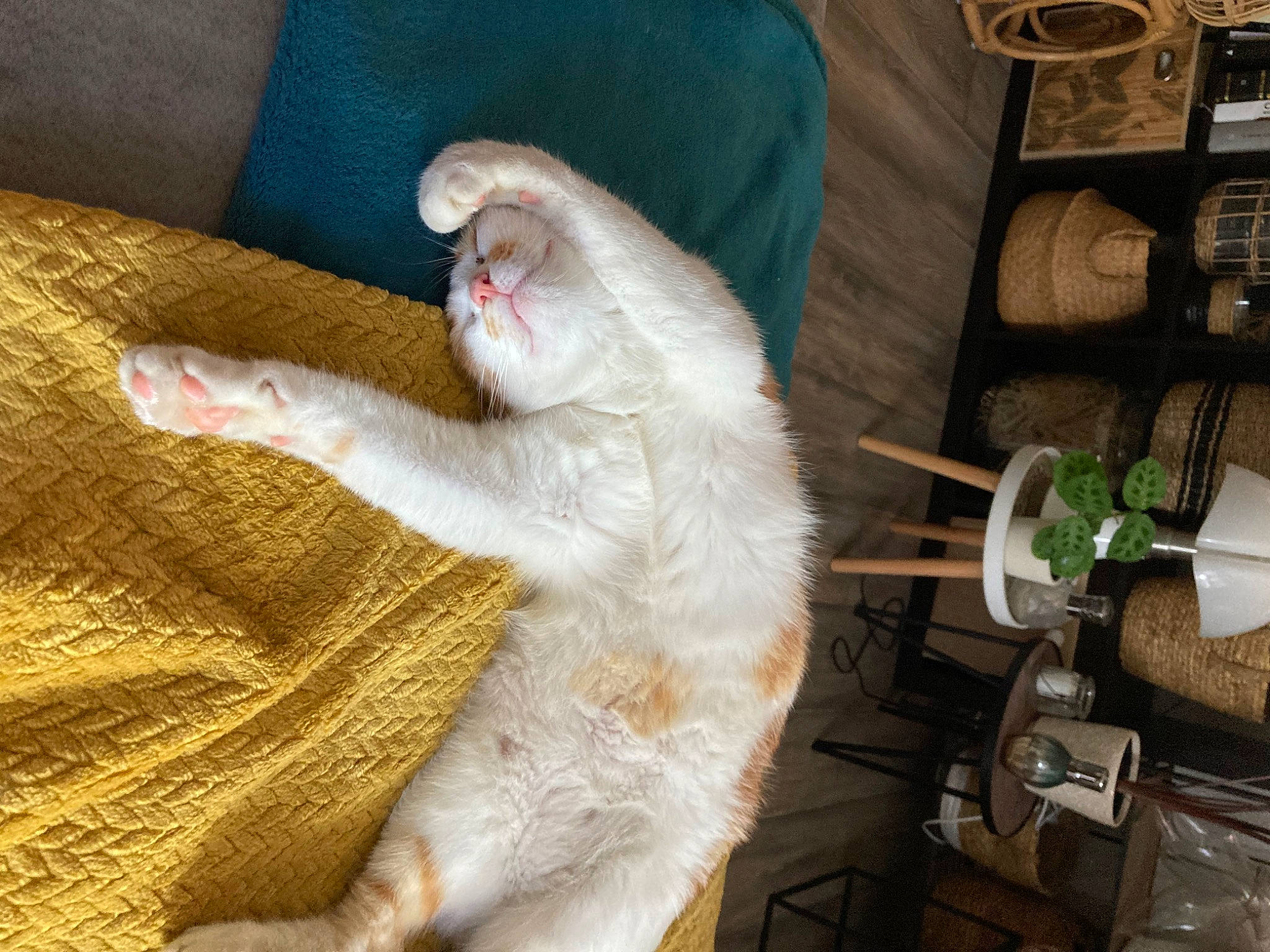 Jules a rejoint le concours — aidez-le/la à gagner de superbes lots ! bottle, carnivore, cat, comfort, companion_dog, domestic_short_haired_cat, fang, fawn, felidae, foot, fur, gesture, human_leg, paw, shelf, shelving, small_to_medium_sized_cats, snout, tail, whiskers