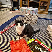 Sophie joined the competition — help win amazing prizes! cat, black_and_white_cat, striped_rug, gift_wrapping, christmas_gifts, wrapping_paper, living_room, wooden_cabinet, flooring, television, electronics, box, holiday, pet, animal, curious, indoor, decor, feline, present