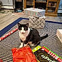 cat, black_and_white_cat, striped_rug, gift_wrapping, christmas_gifts, wrapping_paper, living_room, wooden_cabinet, flooring, television, electronics, box, holiday, pet, animal, curious, indoor, decor, feline, present