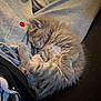 kitten, cat, sleeping, fur, blanket, button, couch, nap, paw, whiskers, cozy, indoor, soft_texture, grey_fur, pet, close_up, domestic_animal, human_clothing, relaxation, portrait