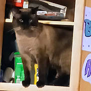 Moana is registered to the contest to win money with this photo: cat, cupboard, furniture, indoor, shelf, household_items, blurry, pet, animal, domestic, door, graffiti, sign, colorful, standing, dark_fur, wood, storage, container, background