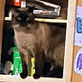 animal, background, blurry, cat, colorful, container, cupboard, dark_fur, domestic, door, furniture, graffiti, household_items, indoor, pet, shelf, sign, standing, storage, wood