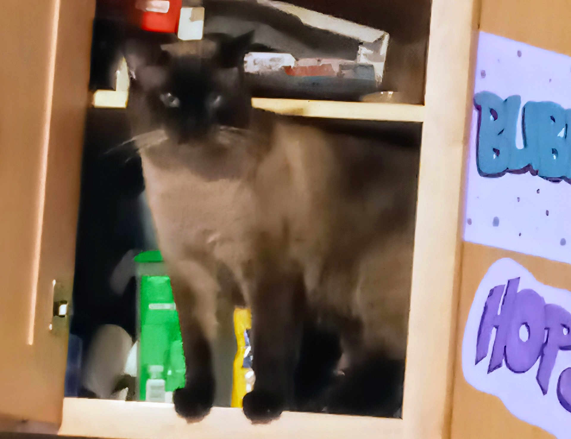 Moana is registered to the contest to win money with this photo: cat, cupboard, furniture, indoor, shelf, household_items, blurry, pet, animal, domestic, door, graffiti, sign, colorful, standing, dark_fur, wood, storage, container, background