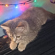 Dutchess joined the competition — help win amazing prizes! kitten, cat, gray_cat, furry, pet, animal, indoor, string_lights, colorful_lights, black_surface, zipper, curious, cute, cozy, close_up, feline, soft_fur, resting, domestic_cat, background_lighting