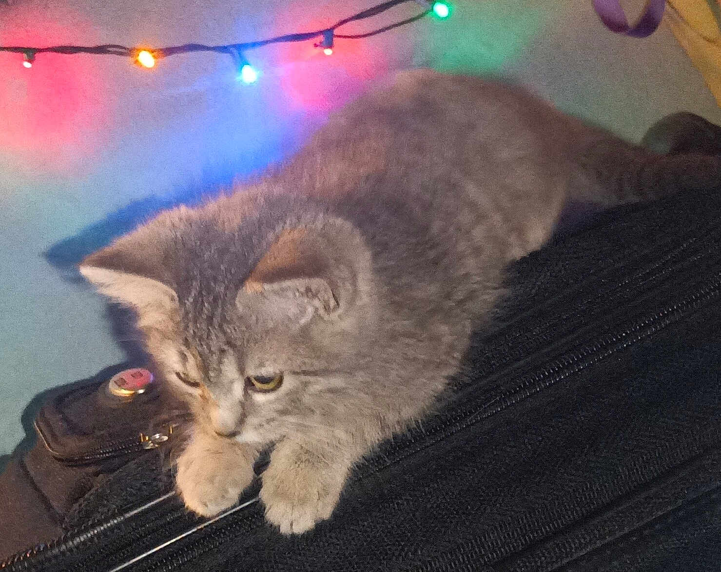 Dutchess joined the competition — help win amazing prizes! kitten, cat, gray_cat, furry, pet, animal, indoor, string_lights, colorful_lights, black_surface, zipper, curious, cute, cozy, close_up, feline, soft_fur, resting, domestic_cat, background_lighting