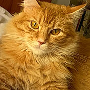Lily is registered to the contest to win money with this photo: cat, orange_cat, fluffy, pet, animal, feline, closeup, golden_eyes, whiskers, indoor, fur, cute, portrait, relaxed, domestic_animal, mammal, friendly, cozy, soft_light, resting