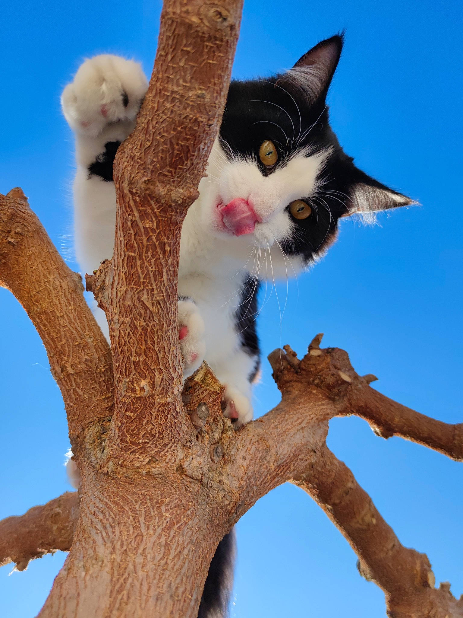 Bud a rejoint le concours — aidez-le/la à gagner de superbes lots ! art, branch, carnivore, cat, domestic_short_haired_cat, fawn, felidae, fur, paw, plant, sky, small_to_medium_sized_cats, tail, tree, trunk, twig, vertebrate, whiskers, winter, wood