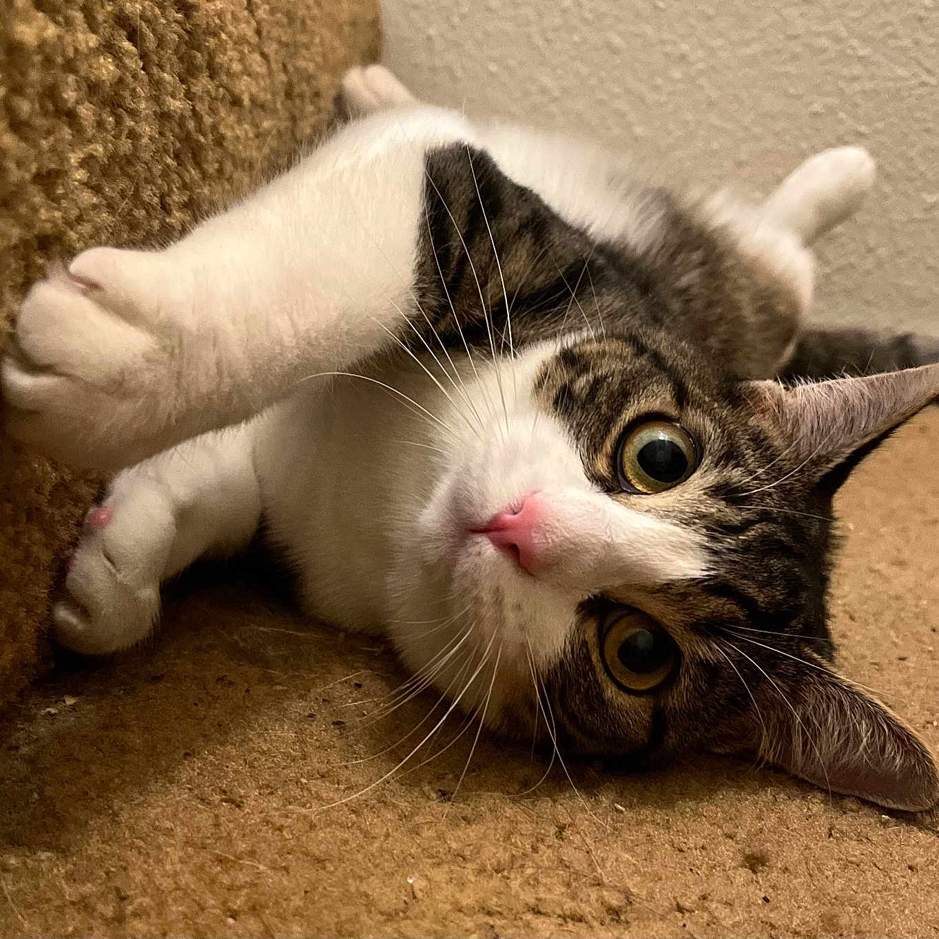 Rori
