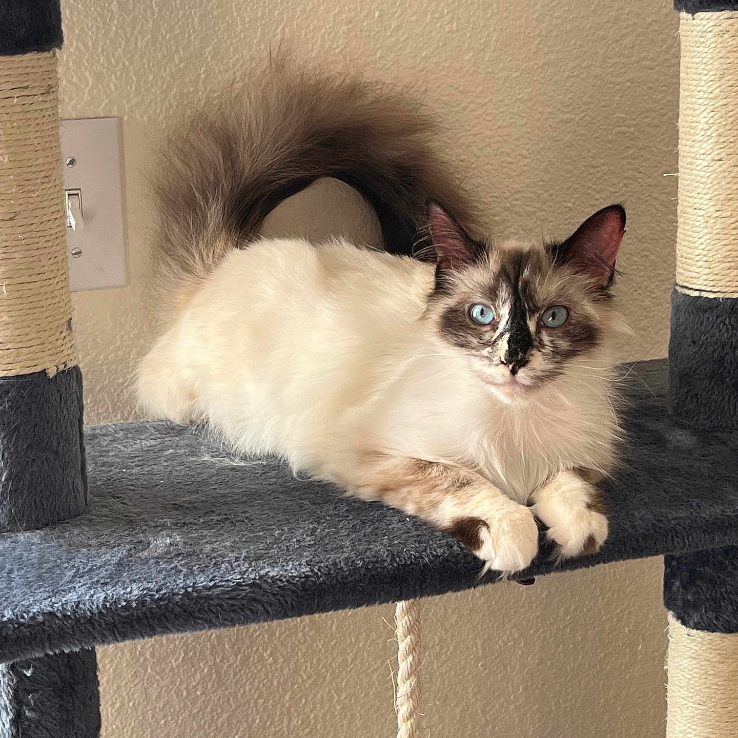 Ophelia is registered to the contest to win money with this photo: abyssinian, angora, animal, cat, chair, electricaldevice, furniture, kitten, manx, pet, shelf, siamese, switch, wood