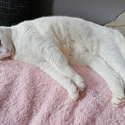 Chanel a rejoint le concours — aidez-le/la à gagner de superbes lots ! cat, white_cat, pet, animal, feline, sleepy, resting, soft_blanket, pink_blanket, couch, cozy, indoor, fur, paw, relaxed, cute, domestic_animal, closeup, comfort, home