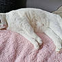 cat, white_cat, pet, animal, feline, sleepy, resting, soft_blanket, pink_blanket, couch, cozy, indoor, fur, paw, relaxed, cute, domestic_animal, closeup, comfort, home