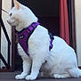 Chanel participe au concours pour gagner de l'argent avec cette photo : cat, white_cat, purple_harness, pet, animal, indoor, doorway, wooden_floor, plant, curious, fur, sitting, side_view, domestic_cat, quiet, leash, house, window, resting, feline